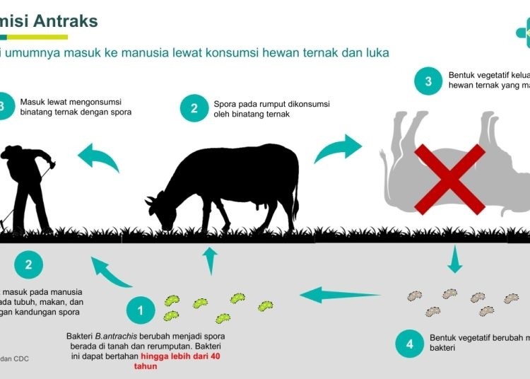 Cegah Antraks Meluas, Kemenkes Beri Profilaksis kepada Populasi Berisiko