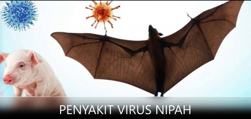Belum Ada Kasus Virus Nipah, Pemerintah Tingkatkan Kewaspadaan